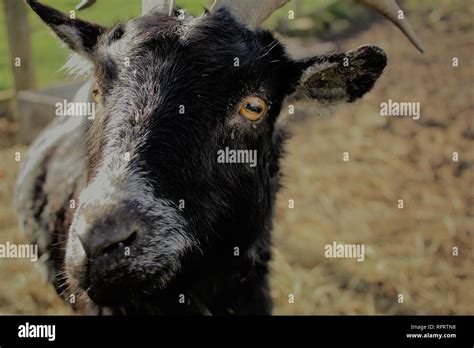 Goat Farm Nature Hi Res Stock Photography And Images Alamy