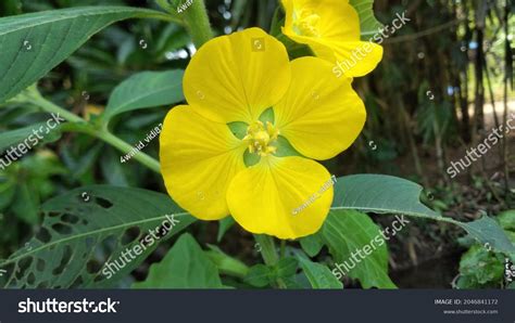 Beautiful Flowers Lombokan Plant Ludwigia Peruviana Stock Photo