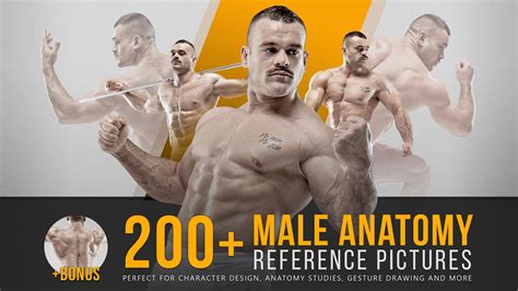 Artstation 200 Male Anatomy Reference Pictures Resources