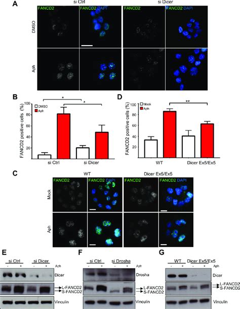 Dicer Inhibition Prevents Fancd Foci Formation After Replication