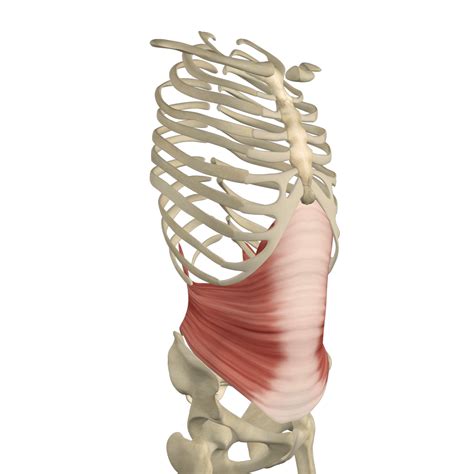 transverse abdominis muscle artofit