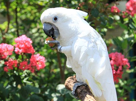 Umbrella Cockatoo | Alexandria Zoo