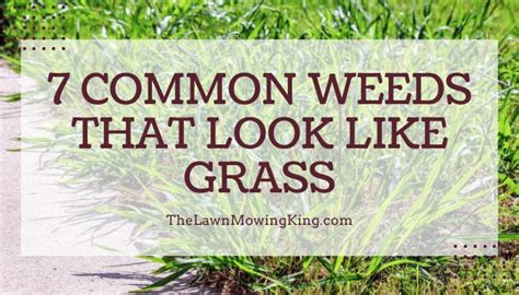 7 Common Lawn Weeds That Look Like Grass - The Lawn Mowing King