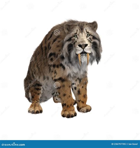 3d Rendering Of A Smilodon Skeleton Or Saber Toothed Tiger A Genus Of