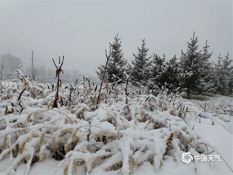 内蒙古呼伦贝尔迎来入冬以来第一场大范围降雪 图片频道 中国天气网