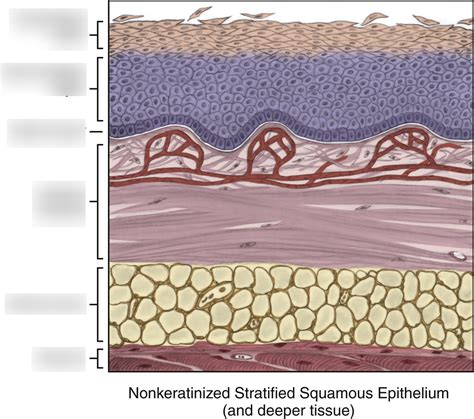 Nonkeratinized Stratified Squamous Epithelium Diagram | Quizlet