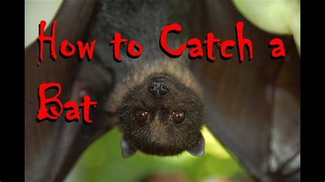 How To Catch A Bat In Your Building Fail Or Win Youtube