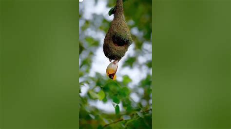 Nest Of Bird Like A Hanging Garden 😍🐦🌿🌳🌲 Youtube