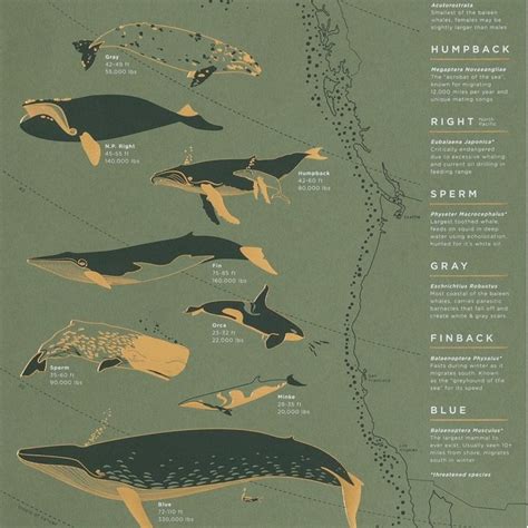 North Pacific Whale Migration - Midgreen - Custom Framed Art | Level Frames