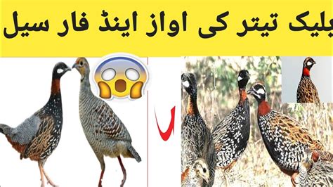 Kala Teetar Kala Teetar Ki Awaz Black Francolin Black