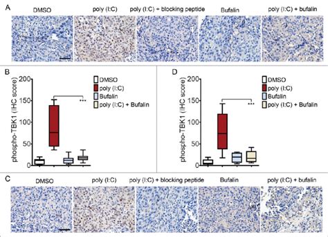 Bufalin inhibits poly (I:C)-induced phosphorylation of TBK1 in vivo ... 