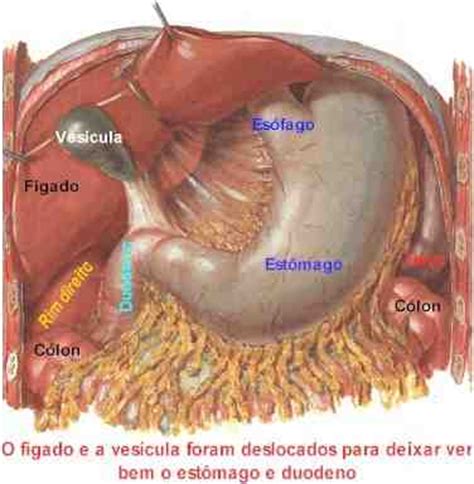 Ci Ncias Para Curiosos Sistema Digestivo