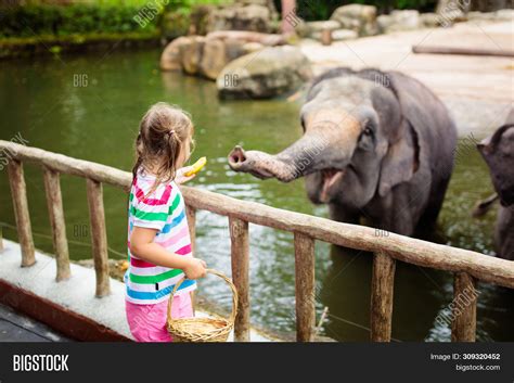 Kids Feed Elephant Zoo Image & Photo (Free Trial) | Bigstock