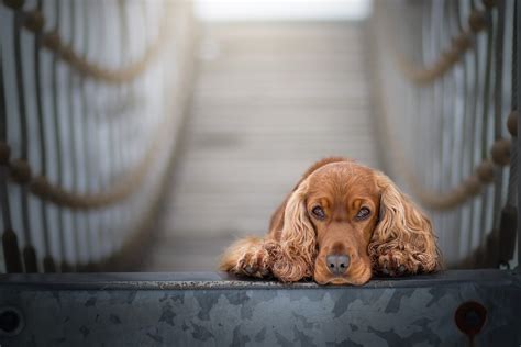 The Most Popular 148 Cocker Spaniel Names