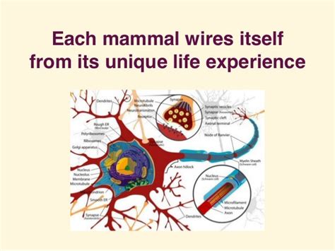 Mammalian Brain Chemistry Explains Everything