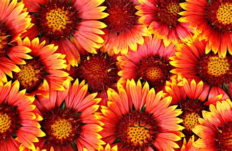 Red Sunflower Wallpapers - Top Free Red Sunflower Backgrounds