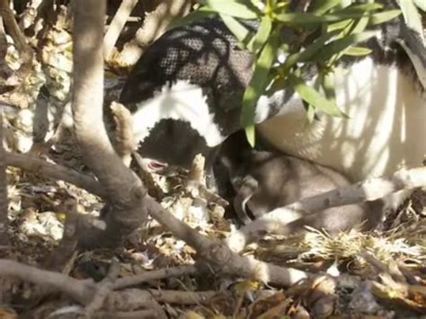 Feeding the Newborn Penguin Smithsonian Magazine