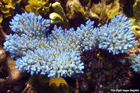 Acropora Sp Kwajalein Marshall Islands