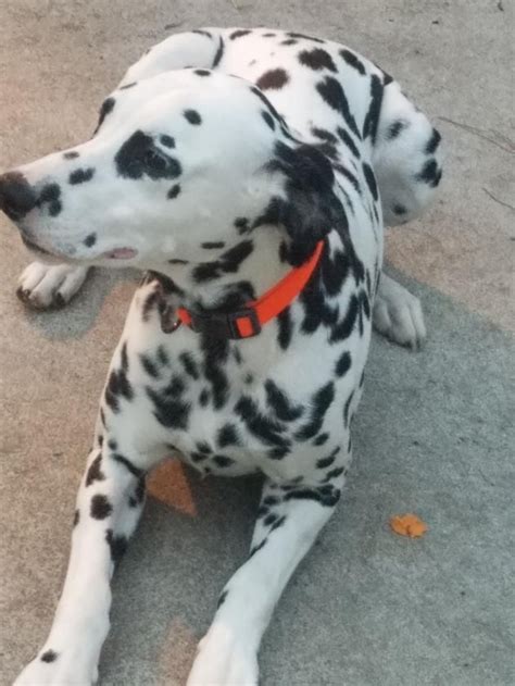 Adopt Nickolas Adoption Pending On Petfinder Dalmatian Rescue