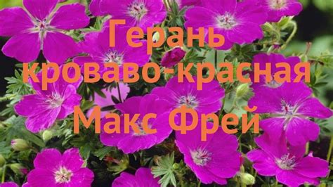 Герань кроваво-красная Макс Фрей (max frei) 🌿 обзор: как сажать ...