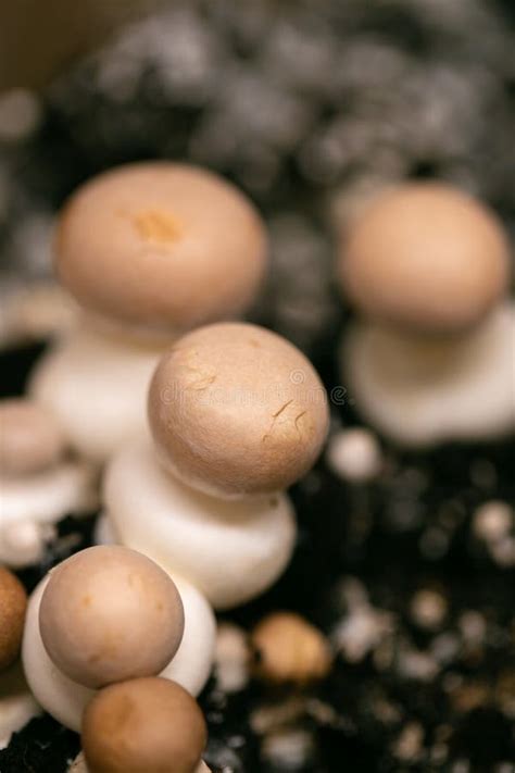 Brauner Champignon Champignons Wachsen Und Sammeln Pilze Wachsen Zu