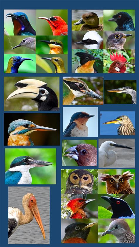 A Compilation Of Bird Heads From Species That Are Either Found Locally