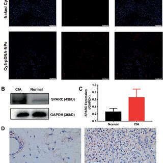 Active Targeting Study Of PDNA DSP NPs A Uptake Of Naked Cy5 PDNA