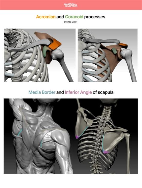 Arm And Hand In Motion Book Anatomy For Sculptors