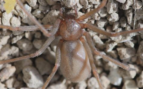 How To Accurately Identify A Brown Recluse Spider And What To Do If