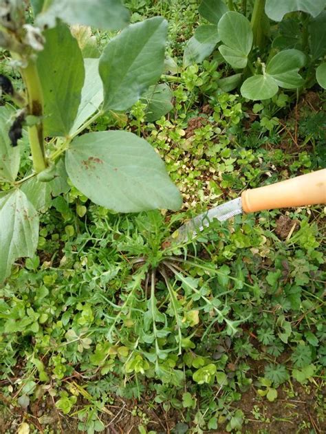 實拍：農村正月里過完年，下地里挖美味薺菜 每日頭條