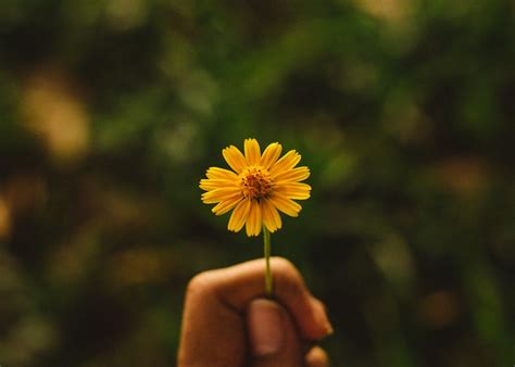 Pink Clustered Flower · Free Stock Photo