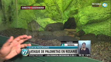 Visi N Ataque De Palometas En Rosario Youtube