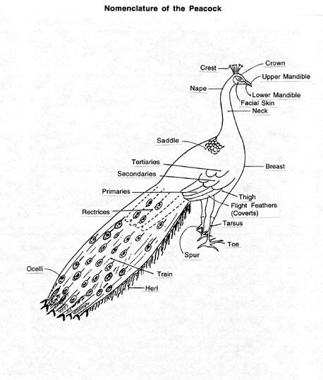 Anatomy Of A Peacock Anatomy Book