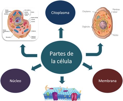 La Célula ~ Aprendiendo Mas Sobre La Biología