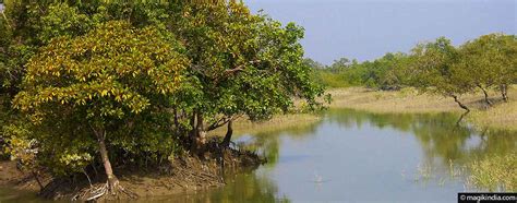 Sundarbans - MAGIK INDIA