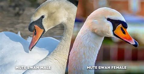 Mute Swan Male Vs Female Sexual Dimorphism And Behavioral Differences