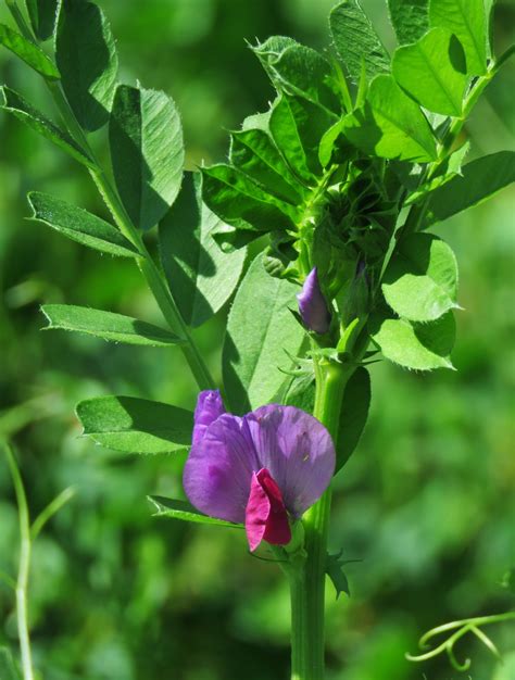 Горошек посевной (73 фото) - фото - картинки и рисунки: скачать бесплатно