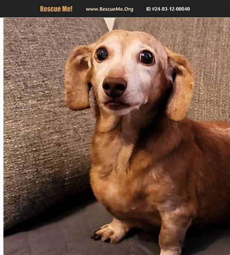 Adopt Dachshund Rescue Salisbury North Carolina Nc