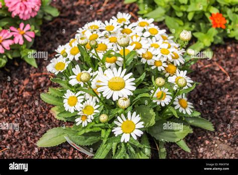 beautiful  flower  res stock photography  images alamy