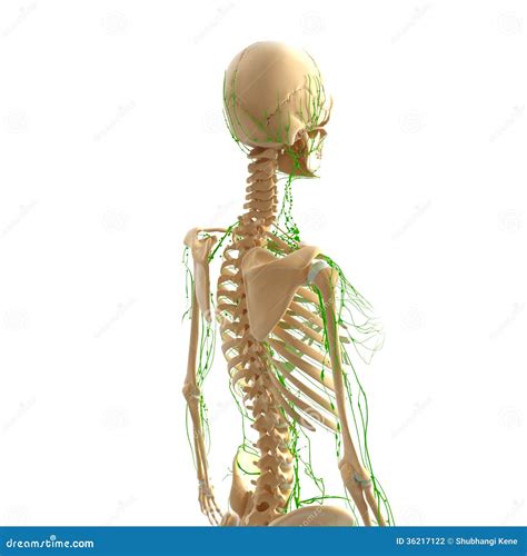 Human Lymphatic System With Skeleton Stock Illustration Illustration