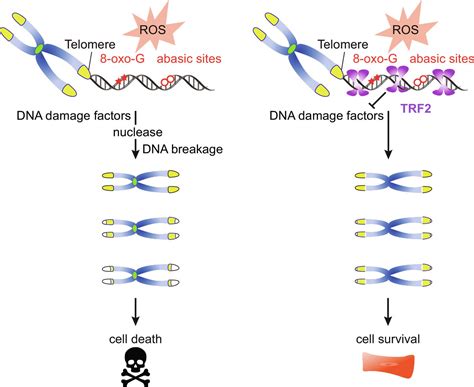 Telomere Dna Damage