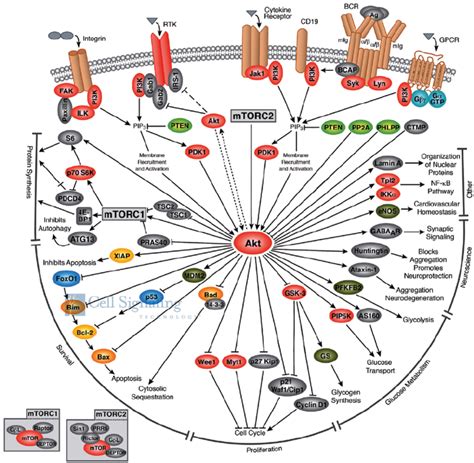 Schematic Representation Of The Akt Pathway And Downstream Effectors