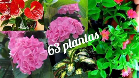 conheça 63 tipos de plantas flores e folhagens para vasos ou jardins