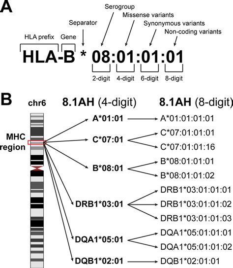 Systematic Genetic Analysis Of The Mhc Region Reveals Mechanistic