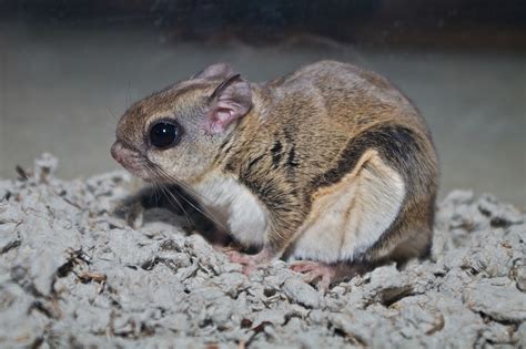 Southern Flying Squirrel First State NHP Mammals INaturalist