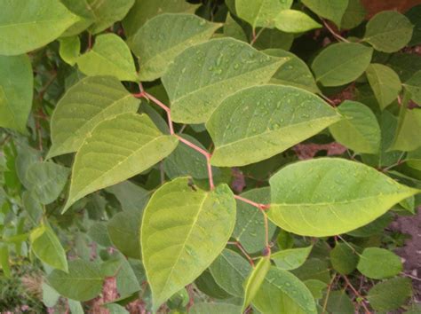 Japanese Knotweed Leaf Identification