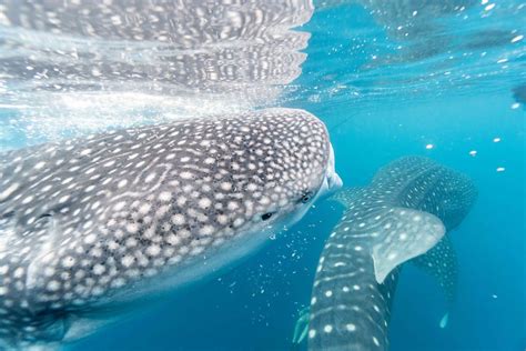 Whale Shark Swimming Underwater · Free Stock Photo