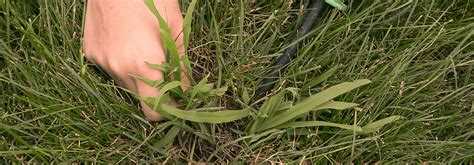 Crabgrass How To Get Rid Of Crabgrass Davey Tree