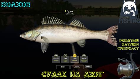 Русская рыбалка 4. Волхов. Судак на джиг. РОЗЫГРЫШ КАТУШКИ. - YouTube