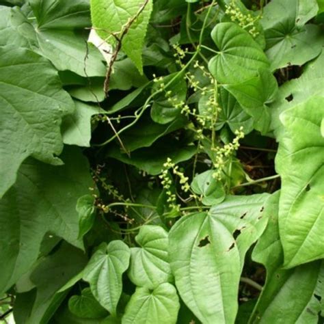 Диоскорея Кавказская (корень). Купить, узнать свойства и способы ...